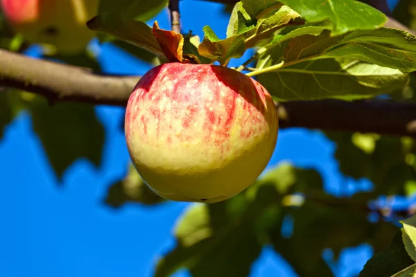 Érett alma lóg az almafa — Stock Fotó