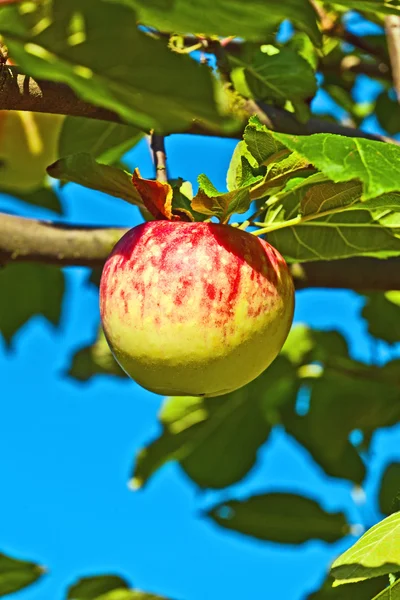 Maçã madura pendurada na macieira — Fotografia de Stock