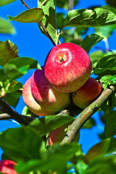 Mogna äpple hänger på äppelträdet — Stockfoto