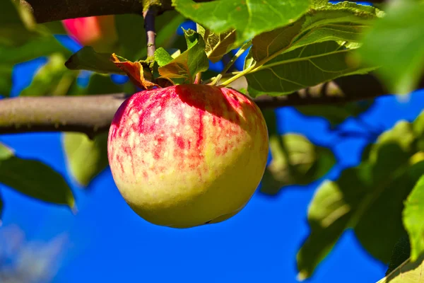 Mela matura appesa al melo — Foto Stock