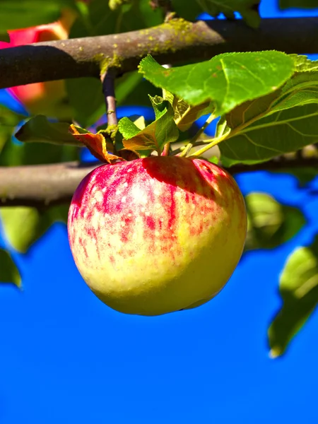 Manzana madura colgando del manzano — Foto de Stock