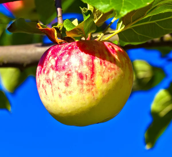 Pomme mûre accrochée au pommier — Photo