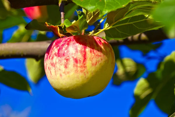 Reifer Apfel hängt am Apfelbaum — Stockfoto