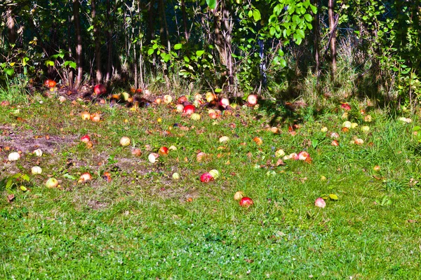 Падіння яблук на зеленій траві — стокове фото