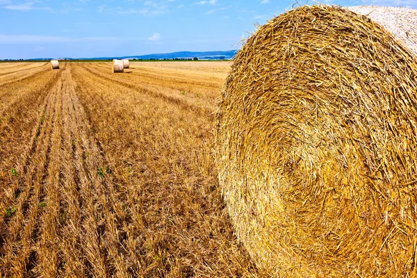 Bale of straw on field — Stock Photo, Image
