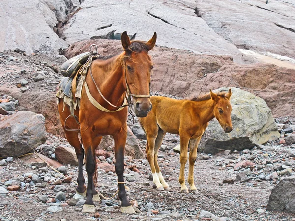 Paarden voor vervoer goederen op het gebied van mount kasbek,, de h — Stockfoto