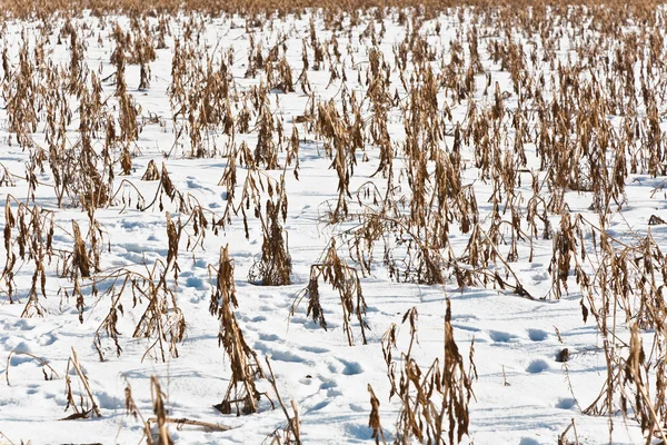 Veld in de winter met bevroren maïs — Stockfoto