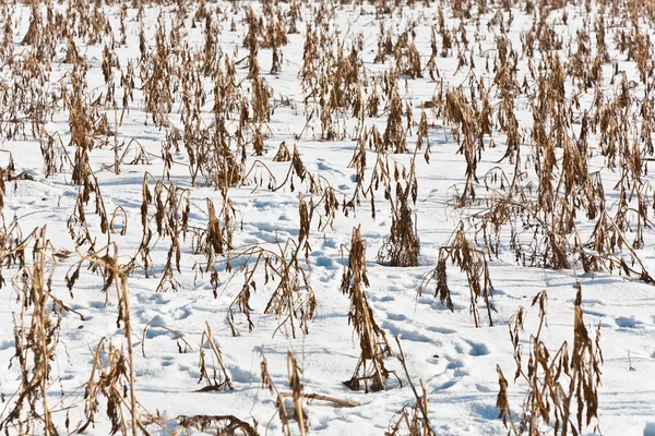 Field in winter with frozen corn — Stock Photo, Image