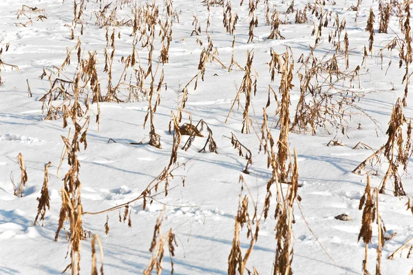 Campo en invierno con maíz congelado —  Fotos de Stock