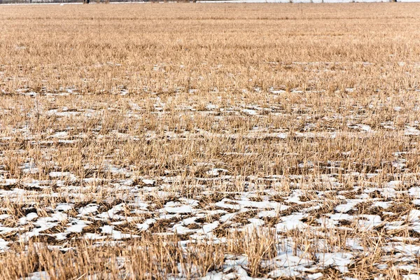 Campo en invierno con maíz congelado — Foto de Stock