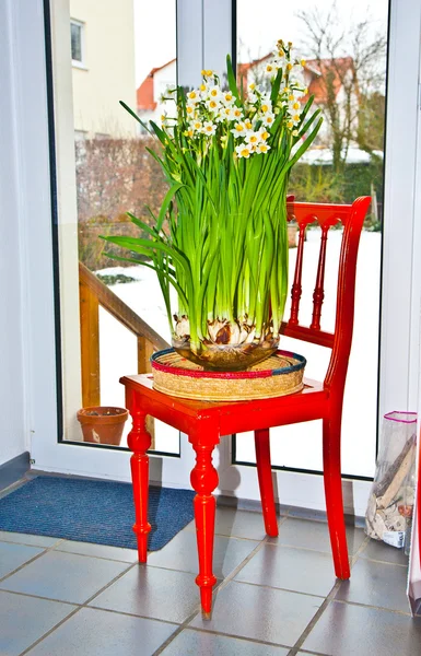 Narciso em vaso na cadeira vermelha na cozinha — Fotografia de Stock