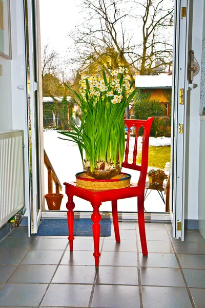 Daffodil in vase on red chair in kitchen — Stock Photo, Image