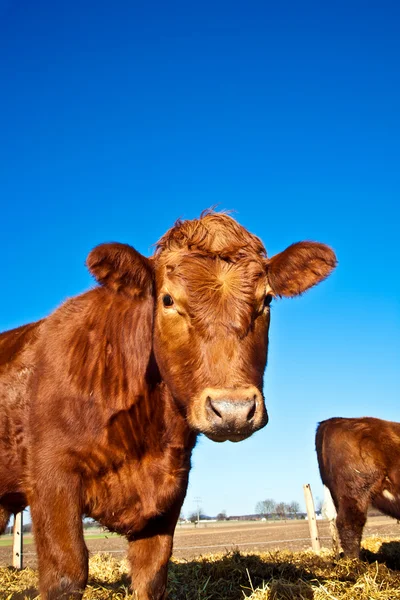 在蓝天的草场上放牛 — 图库照片