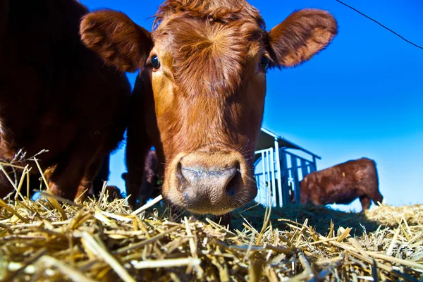 stock image Friendly cattle on straw with blue sky