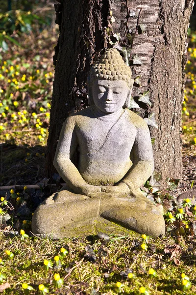 Meditación buda piedra frente a un cerezo — Foto de Stock