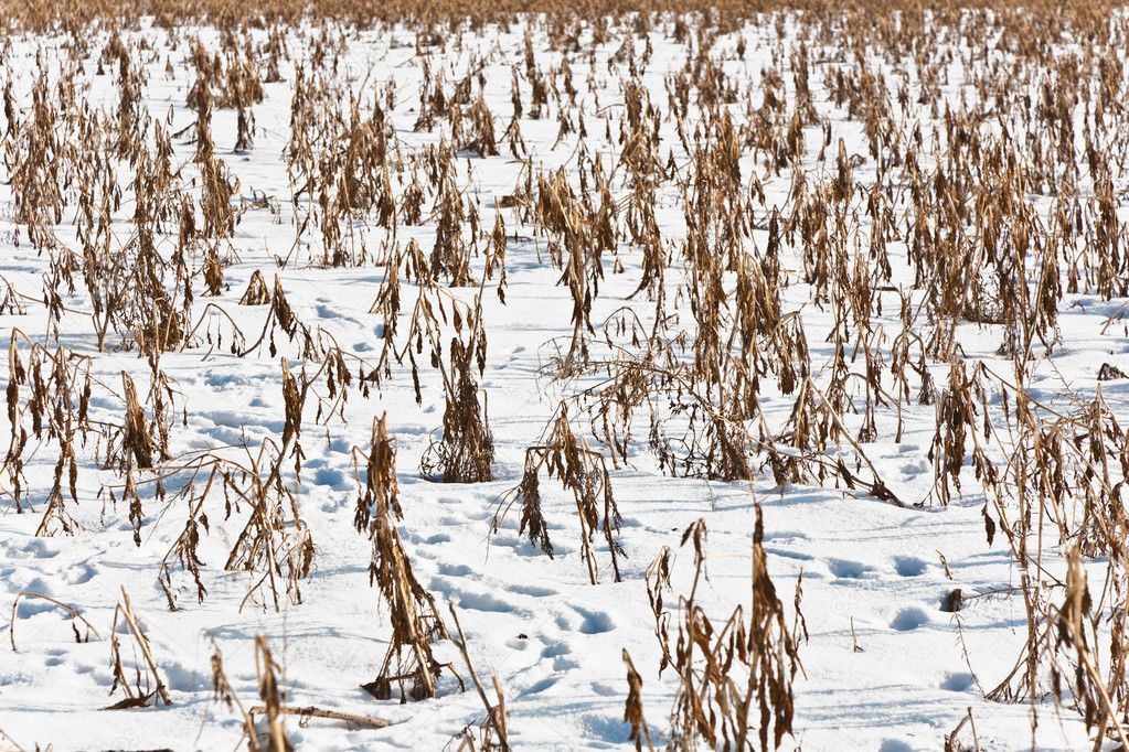 Field in winter with frozen corn