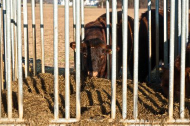 Friendly cattle on straw in cage clipart