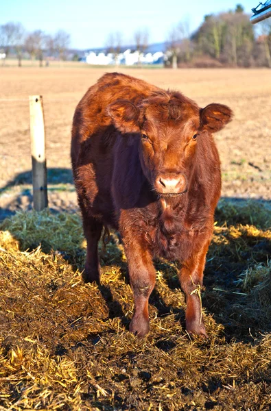 Vriendelijk vee op stro met blauwe lucht — Stockfoto