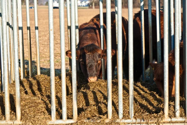 Friendly cattle on straw in cage — Stock Photo, Image