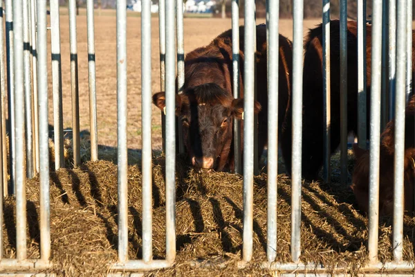 友好牛在笼中的稻草 — 图库照片