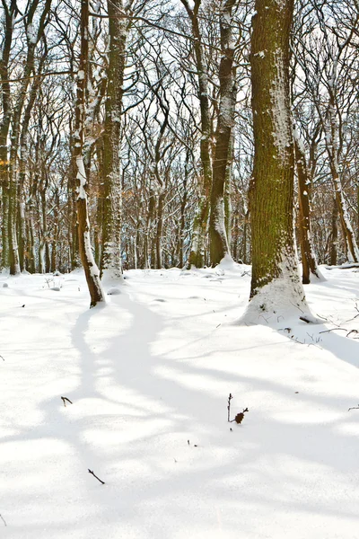 Foresta in inverno con neve — Foto Stock
