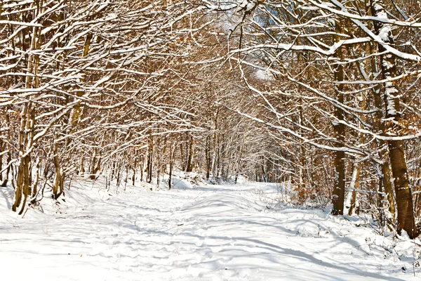 Foresta in inverno con neve — Foto Stock