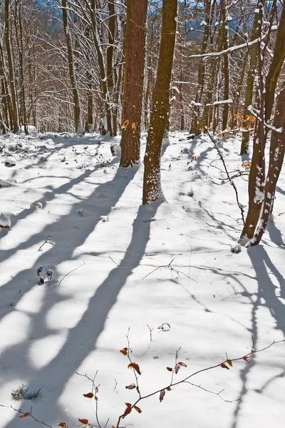 Wald im Winter mit Schnee — Stockfoto