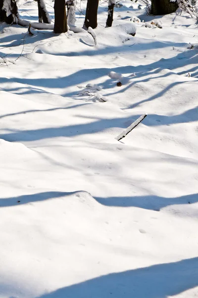Kışın kar ile orman — Stok fotoğraf