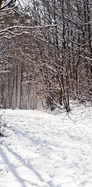 Forest in winter with snow — Stock Photo, Image