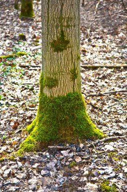 stomp van de boom met mos in bos