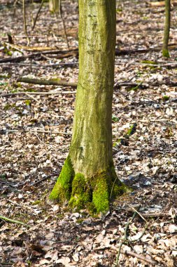 stomp van de boom met mos in bos