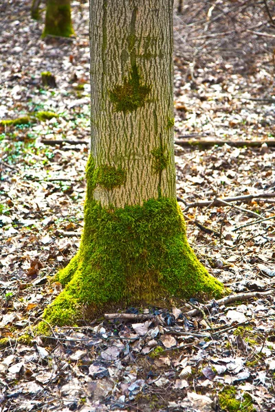 Stubben av träd med mossa i skogen — Stockfoto