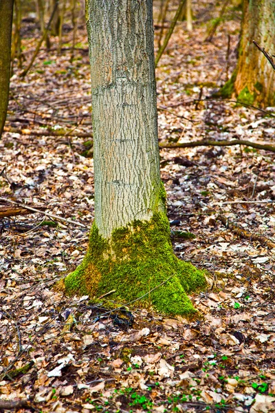 Пень дерева з мохом у лісі — стокове фото