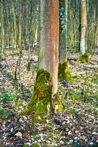 Toco de árvore com musgo na floresta — Fotografia de Stock