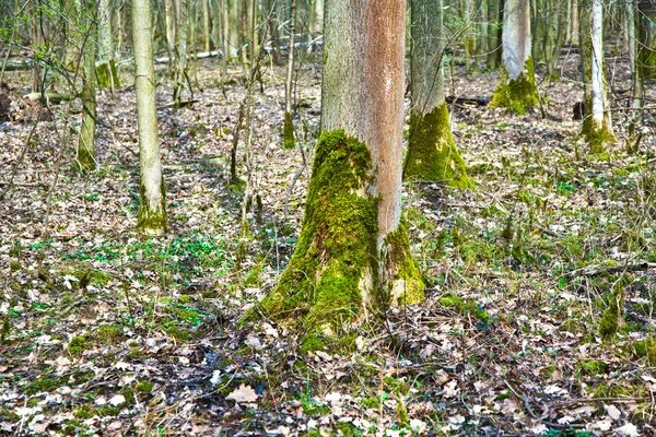 Stomp van de boom met mos in bos — Stok fotoğraf