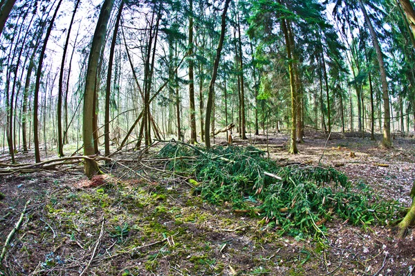 Bosque salvaje al atardecer —  Fotos de Stock