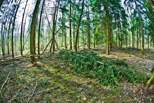 Bosque salvaje al atardecer — Foto de Stock