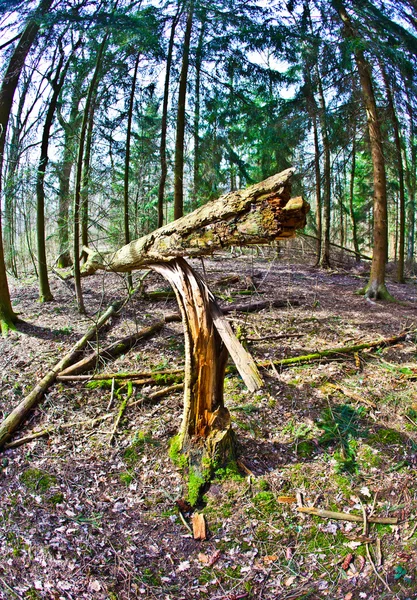 Stomp van de boom met mos in bos — Stok fotoğraf