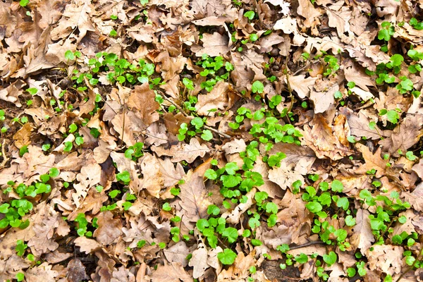 Візерунок листя в лісі — стокове фото