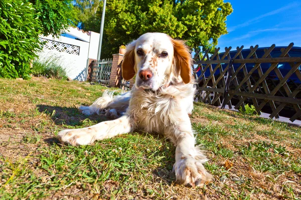 Netter Hund liegt im Gras im Garten — Stockfoto