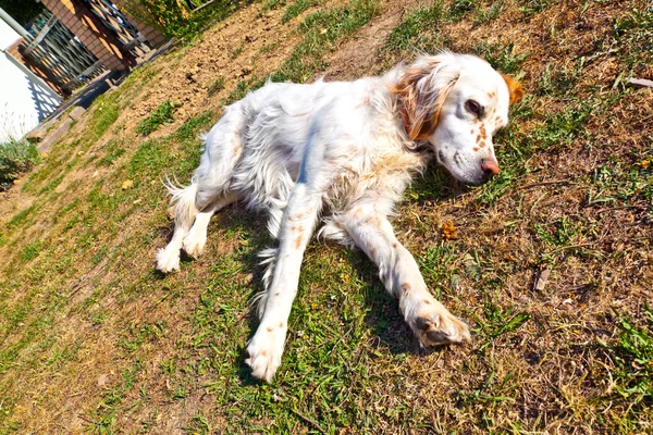 Lindo perro acostado en la hierba en el jardín —  Fotos de Stock