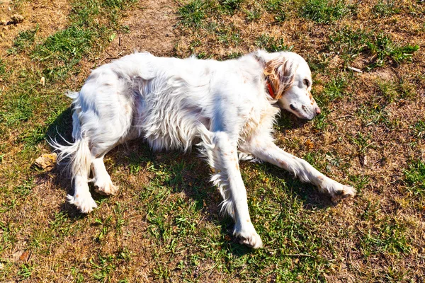Carino cane sdraiato all'erba in giardino — Foto Stock