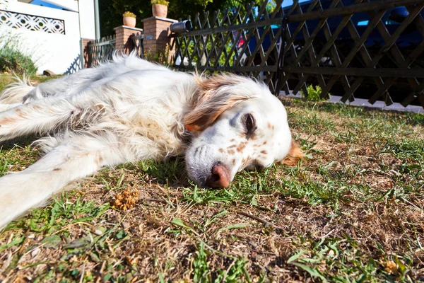 Roztomilý pes ležící na trávě v zahradě — Stock fotografie
