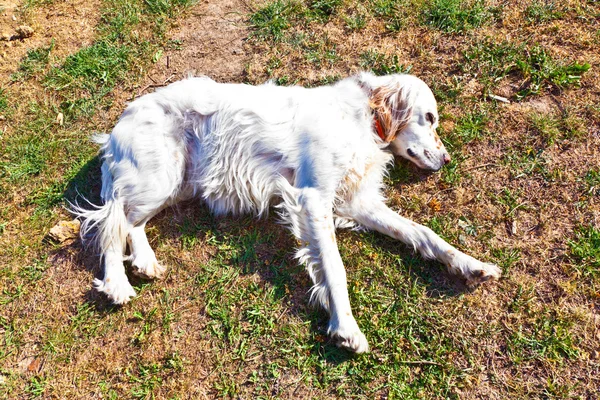 Söt hund ligger på gräset i trädgården — Stockfoto