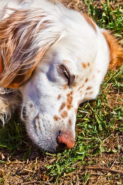 Netter Hund liegt im Gras im Garten — Stockfoto