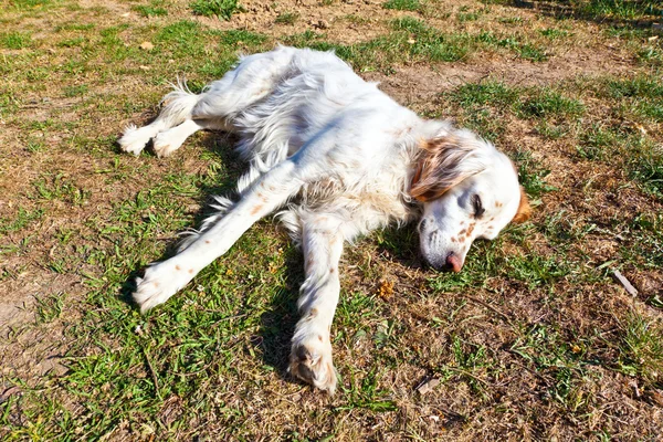 Söt hund ligger på gräset i trädgården — Stockfoto
