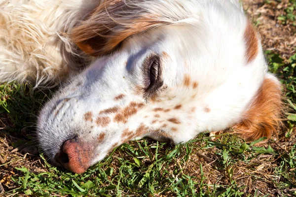 Lindo perro acostado en la hierba en el jardín — Foto de Stock