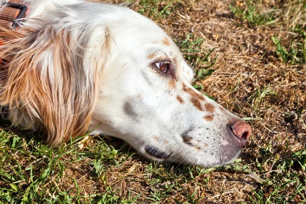 Χαριτωμένο σκυλί σύντονα το χορτάρι στον κήπο — Φωτογραφία Αρχείου