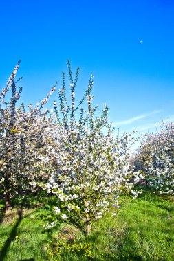 yakın çekim bloom Bahar Dalı