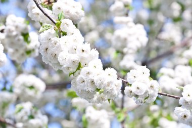 yakın çekim bloom Bahar Dalı